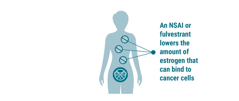 Illustration of woman pointing to ovaries and cancer cells text says an NSAI or fulvestrant lowers the amount of estrogen that can bind to cancer cells.