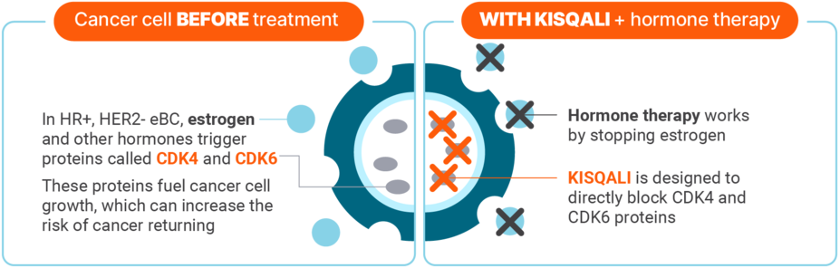 Cancer cell before treatment: in HR+, HER2- mBC, estrogen and other hormones trigger proteins called CDK4 and CDK6. These proteins fuel the spread of cancer. With KISQALI + hormone therapy: Hormone therapy works by stopping estrogen. KISQALI is design to directly block CDK4 and CDK6 proteins.