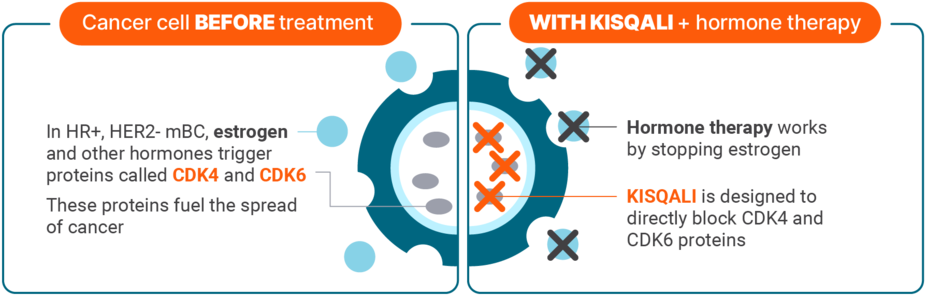 Cancer cell before treatment: in HR+, HER2- mBC, estrogen and other hormones trigger proteins called CDK4 and CDK6. These proteins fuel the spread of cancer. With KISQALI + hormone therapy: Hormone therapy works by stopping estrogen. KISQALI works by directly blocking CDK4 and CDK6 proteins.