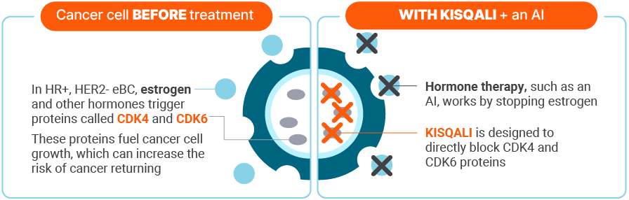 Cancer cell before treatment: in HR+, HER2- eBC, estrogen and other hormones trigger proteins called CDK4 and CDK6. These proteins fuel cancer cell growth, which can increase the risk of cancer returning. With KISQALI + an AI: Hormone therapy, such as an AI, works by stopping estrogen. KISQALI is designed to directly block CDK4 and CDK6 proteins.
