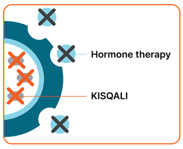 Diagram depicting hormone therapy and KISQALI blocking cancer cell signaling