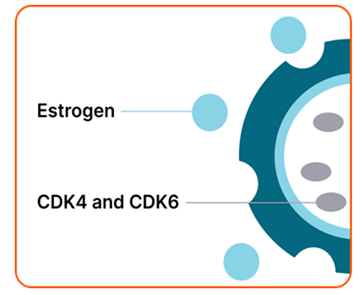 Diagram depicting estrogen and CDK4/CDK6 signaling in breast cancer cells